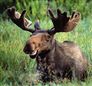 moose knock knock jokes